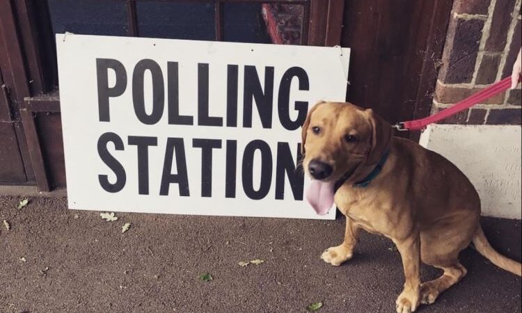 A brown dog at a polling station next to a sign