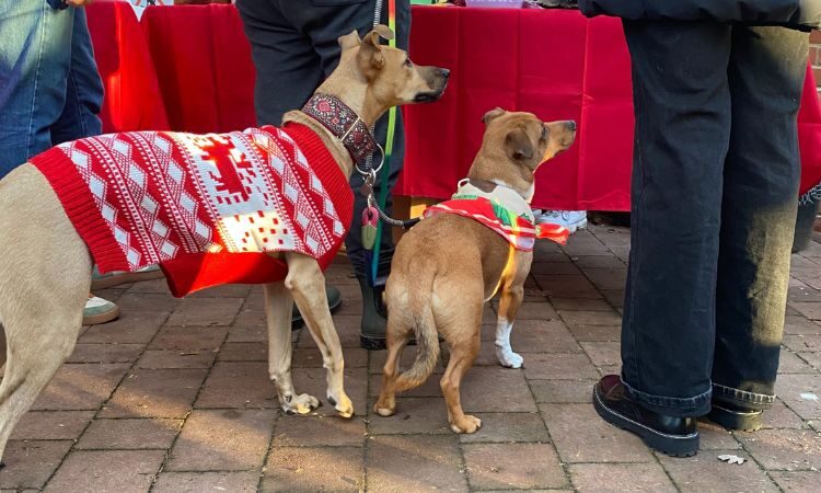 Two dogs, one bigger than the other wearing Christmas jumpers