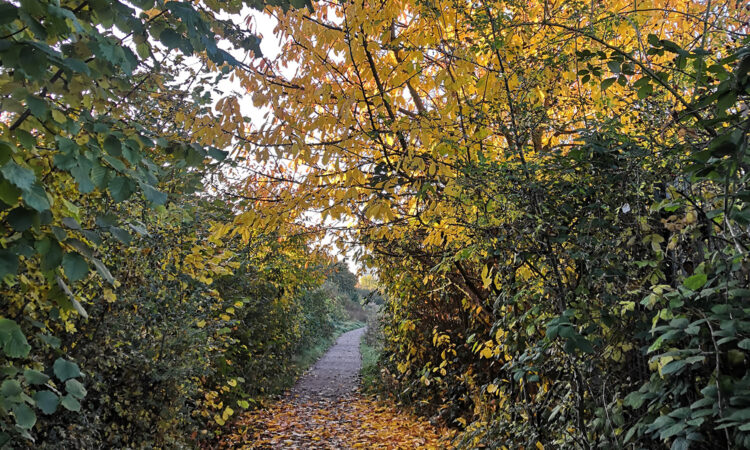 A walkway covered in leaves and surrounded by green and yellow trees