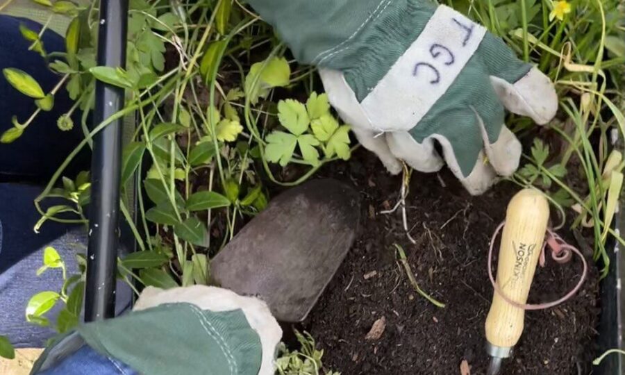 Gloved hands with a trowel clearing a space among greenery to expose soil
