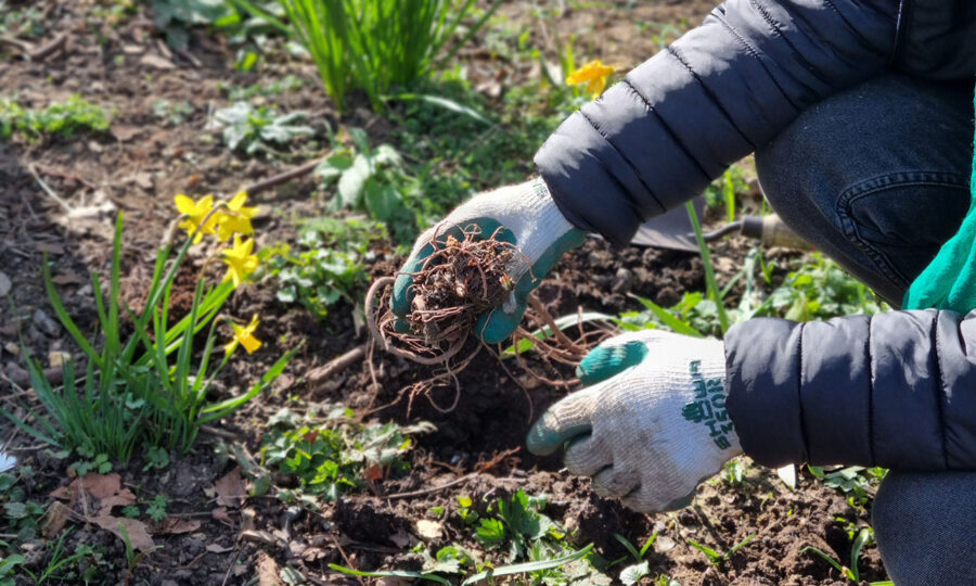 Close up of gloved hands holding soil scooped from the ground
