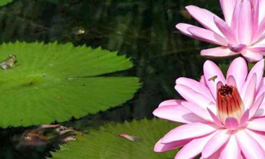 Close up of pink lilies and lily pads on a pond