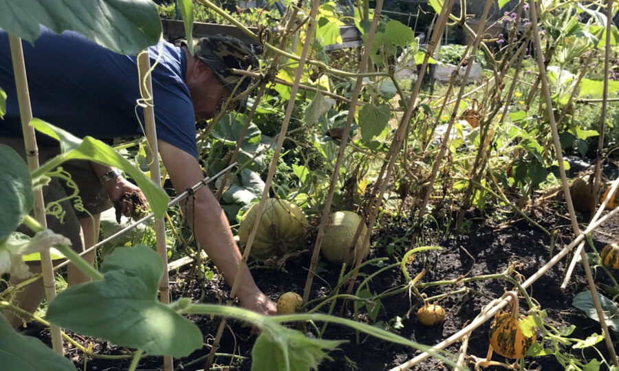 Person bending down in an allotment to pick a pumpkin