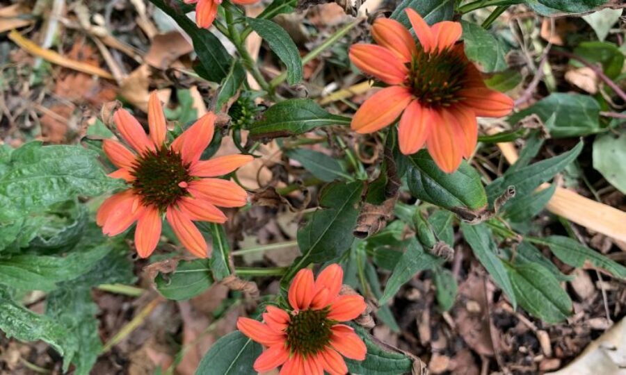 Orange flowers up-close blooming in a garden