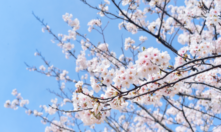 White blossoms on a tree branch with a light blue sky